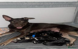Mixed Breed dogs for sale: Thai ridgeback x merle border collie  - Image 12