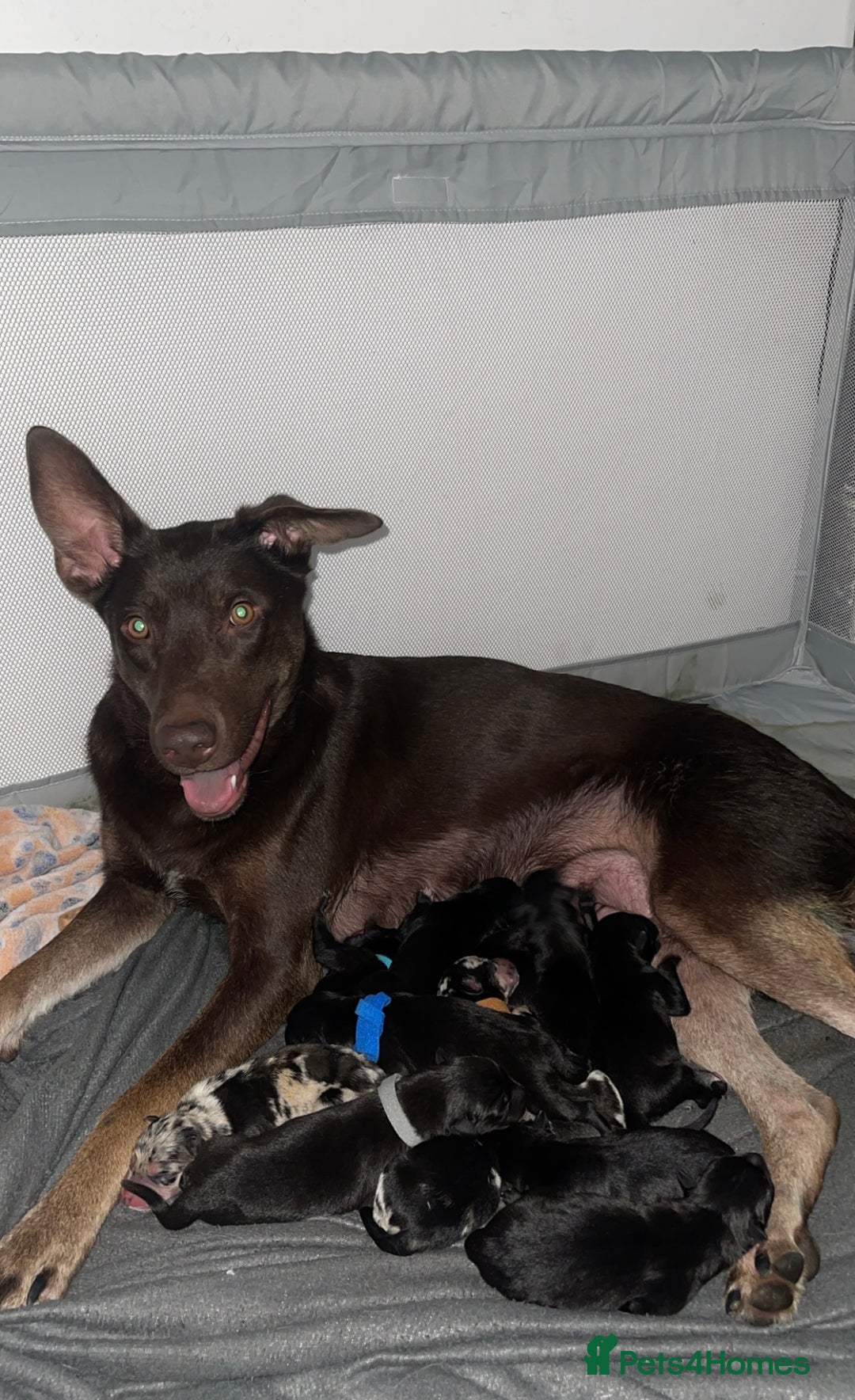 Mixed Breed dogs for sale: Thai ridgeback x merle border collie  - Image 12