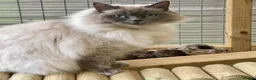 Maine Coon cats for sale: Retired Queens , Maine coon and Ragdoll  - Advert 3