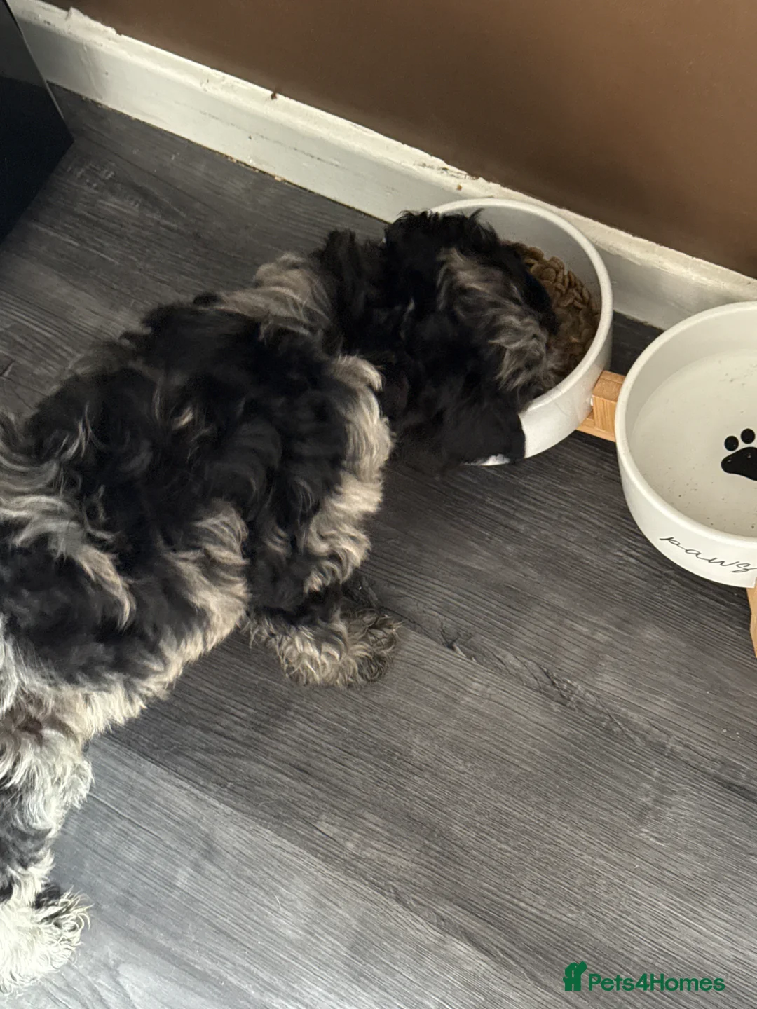 Cockapoo dogs for sale: Cockerpoo - multi coloured boy  - Advert 10