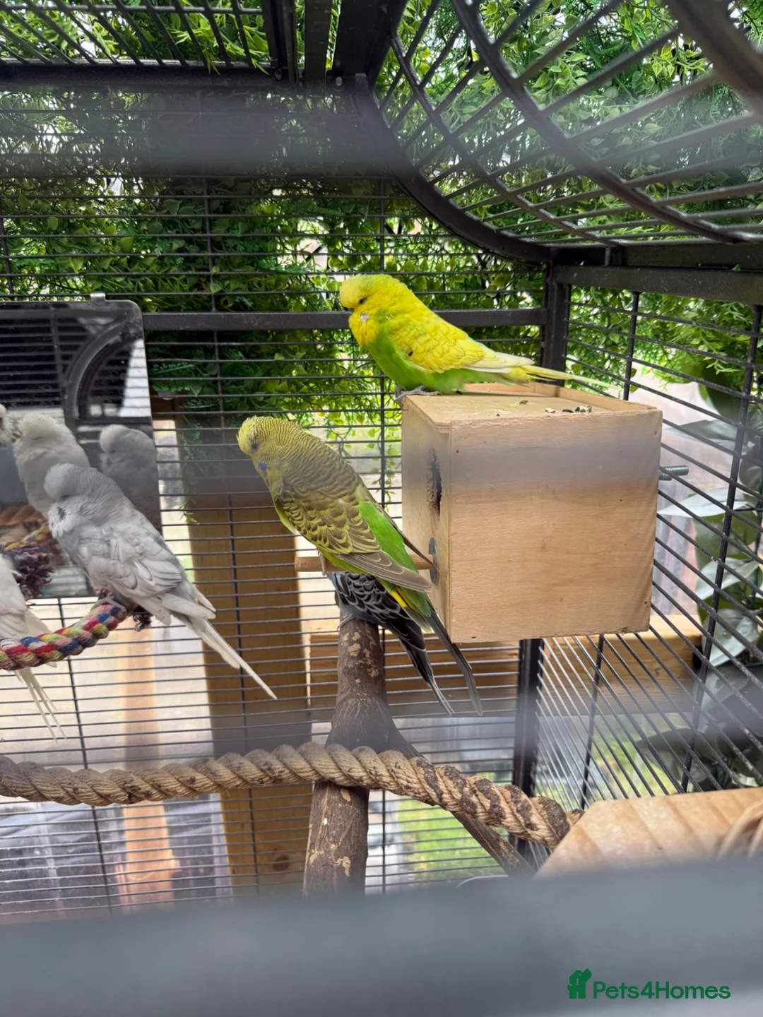 Budgerigars birds for sale: Budgerigar for sale in Harrow - Advert 6