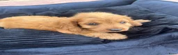 Cavapoo dogs for sale: F1 Cavapoos  - Advert 16