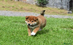 Japanese Shiba Inu dogs for sale: Japanese Shiba Inu Puppy 1 - 🏆 Bloodline health tested Shiba Inu Puppies  - Image 9