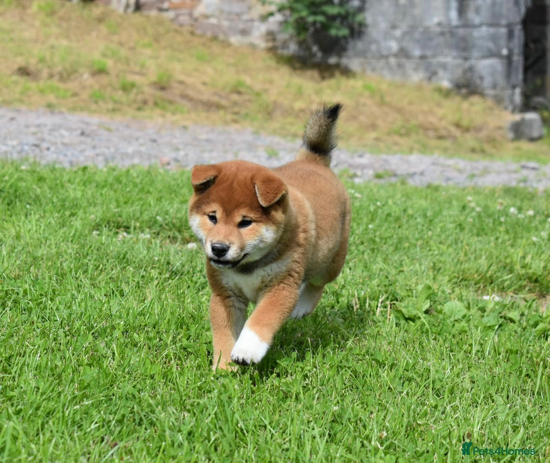 Japanese Shiba Inu dogs for sale: Japanese Shiba Inu Puppy 1 - 🏆 Bloodline health tested Shiba Inu Puppies  - Image 9
