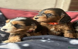 Cockapoo dogs for sale: 7 f1 cockapoo  - Image 6