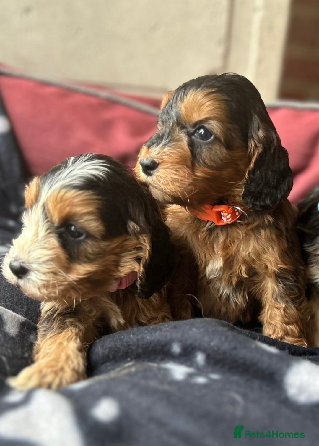 Cockapoo dogs for sale: 7 f1 cockapoo  - Image 6