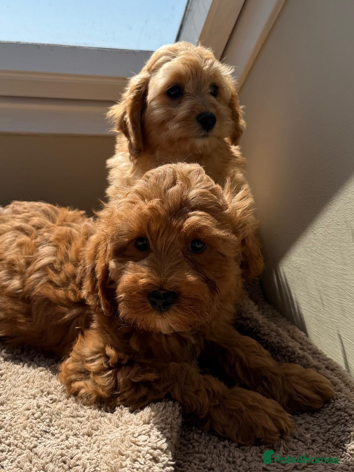 Cavachon dogs Cavapoochons  - Advert 1