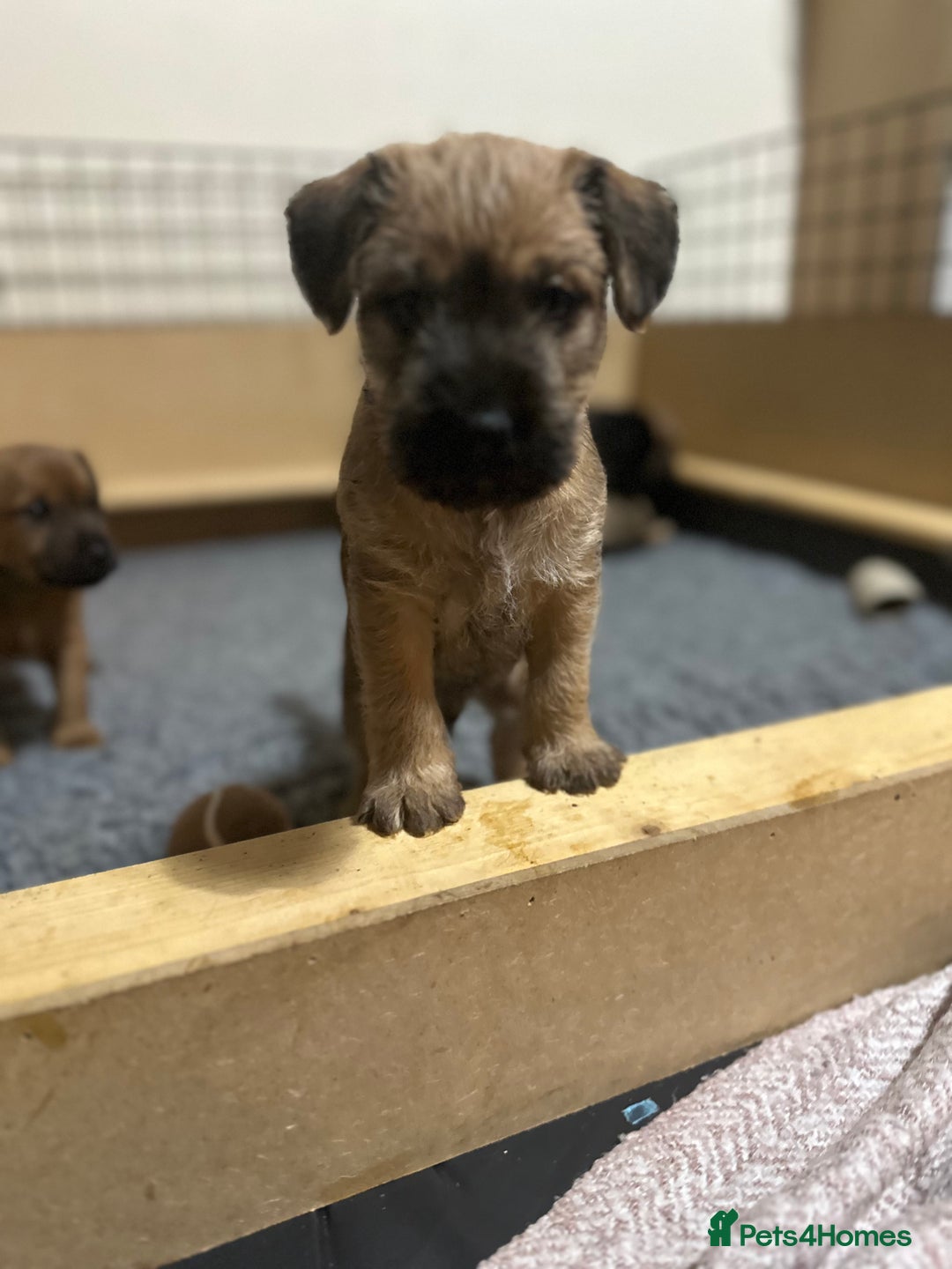 Patterdale Terrier dogs for sale: 5 Gorgeous Patterdale Puppies  - Advert 33