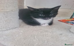 British Shorthair cats for sale: Lovely 1 black and 2 black & white kitten - Image 7