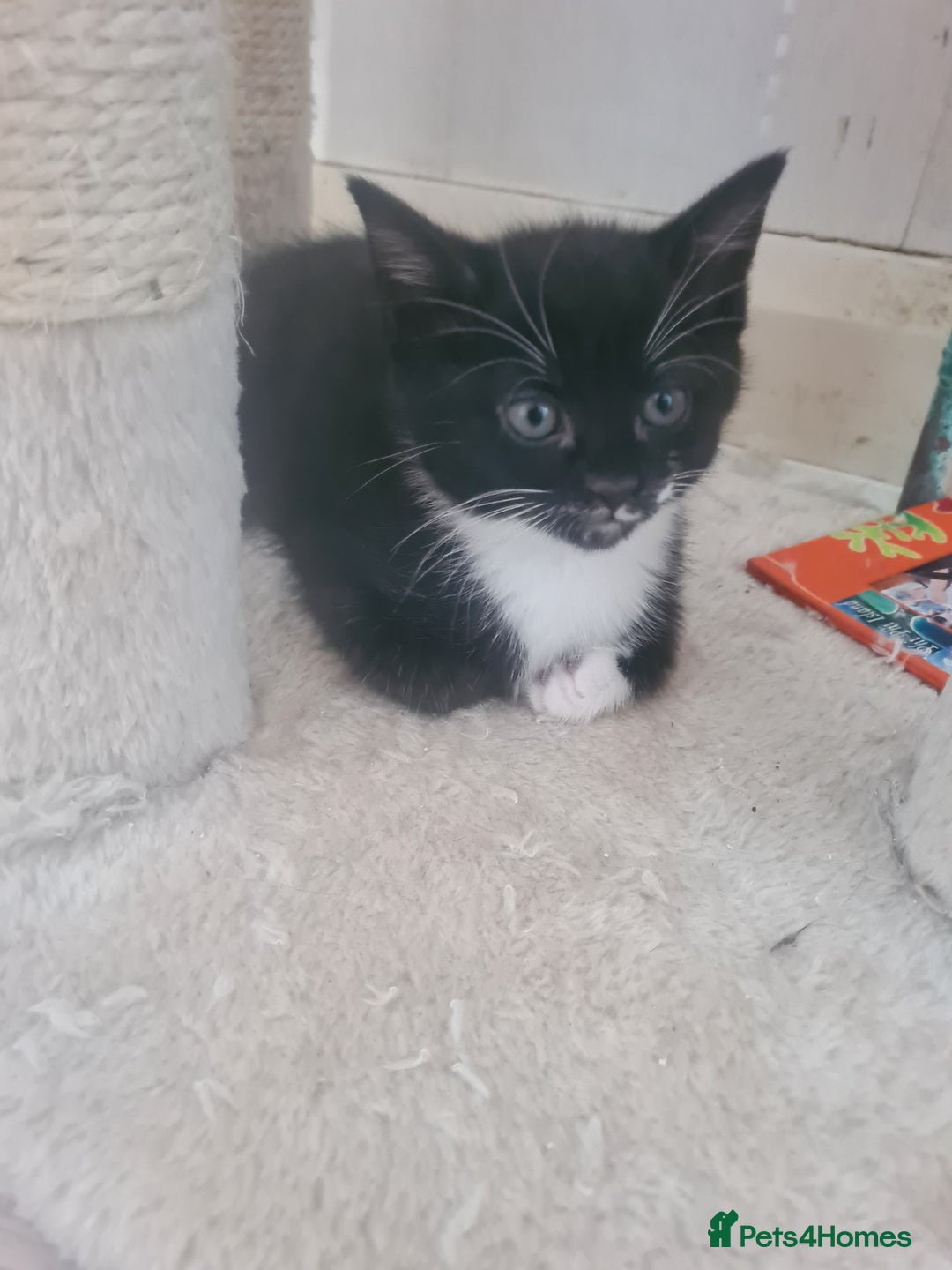 British Shorthair cats for sale: Lovely 1 black and 2 black & white kitten - Image 7