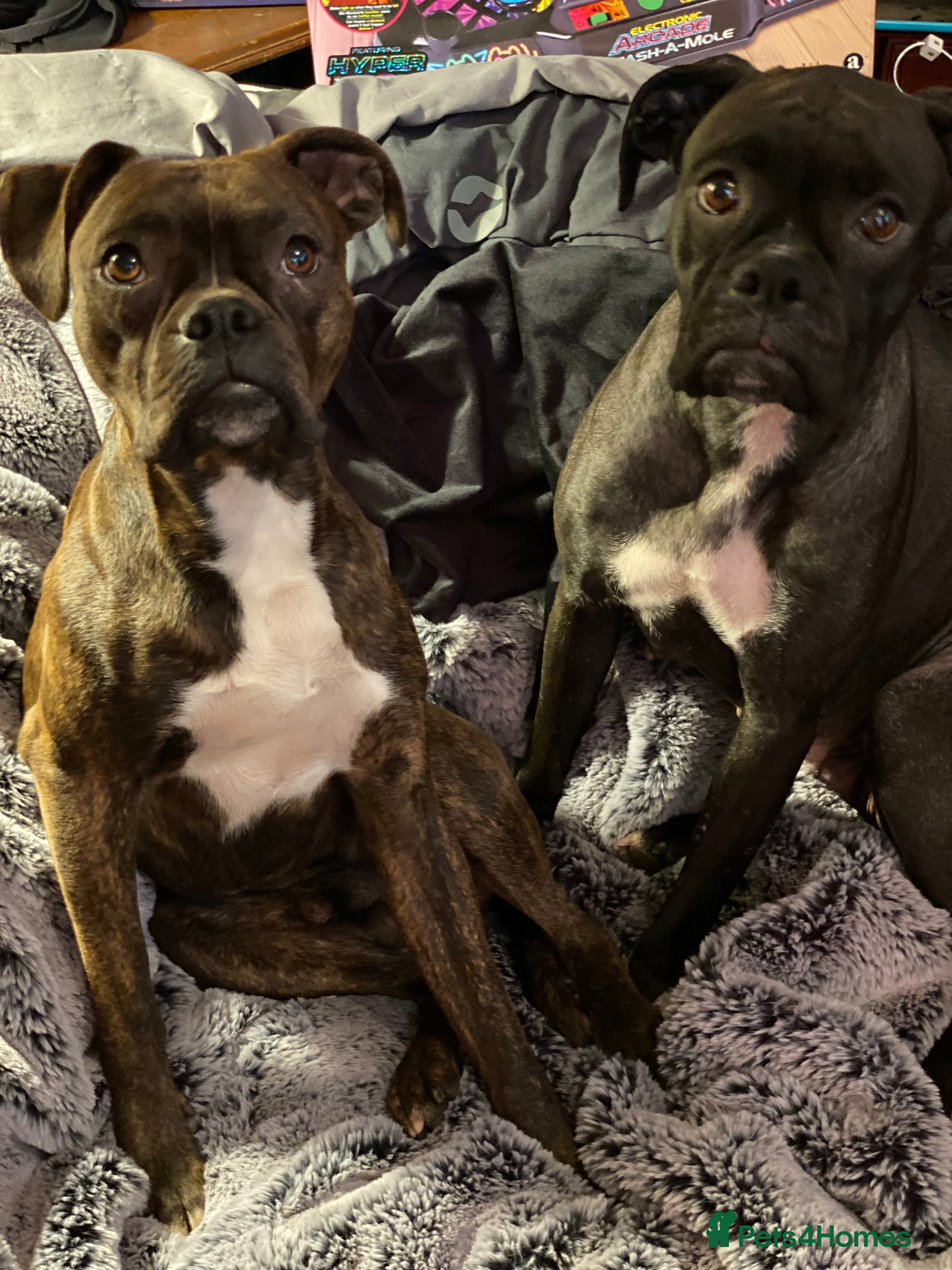 Mixed Breed dogs 🧬Kc reg mum black boxer & mini boxer pups 🤩 8wk - Advert 3