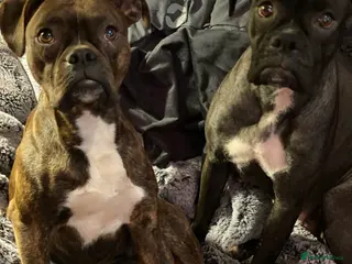 Mixed Breed dogs 🧬Kc reg mum black boxer & mini boxer pups 🤩 8wk - Advert 3