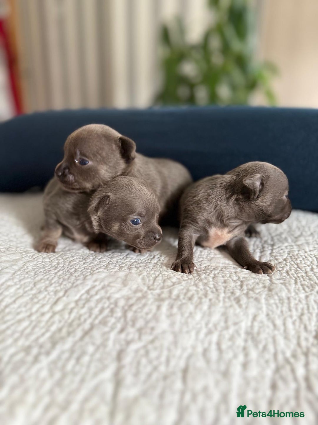 Chihuahua dogs for sale: Best quality Pedigree Puppies KC  - Image 9