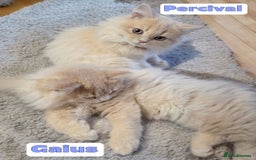 British Shorthair cats for sale: 🌞 last kitten Reduced PRICE British L/H boy  🐾 - Image 6