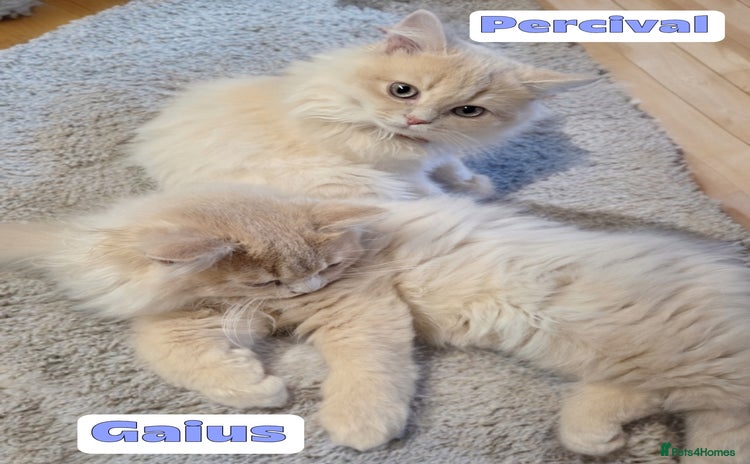 British Shorthair cats - Advert 16