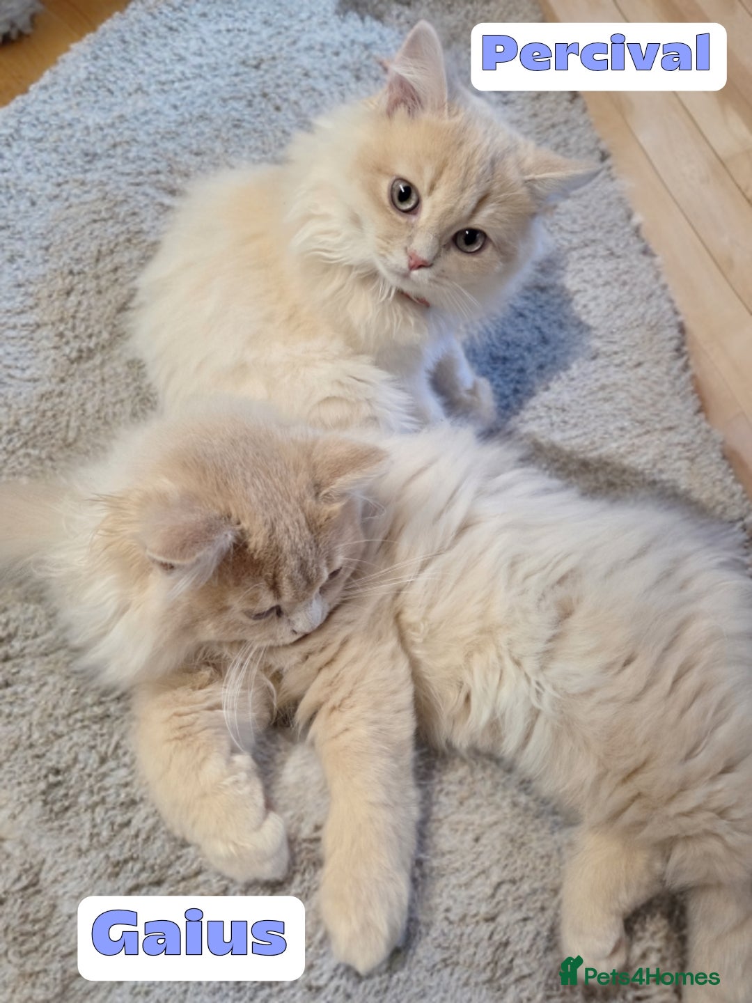 British Shorthair cats for sale: 🌞 last kitten Reduced PRICE British L/H boy  🐾 - Image 6