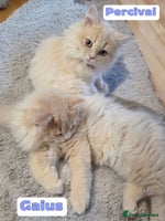 British Shorthair cats - Advert 1