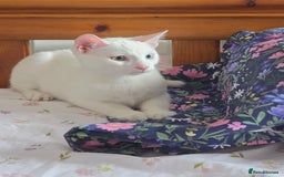 Turkish Angora cats for sale: Snowflake  - Image 4