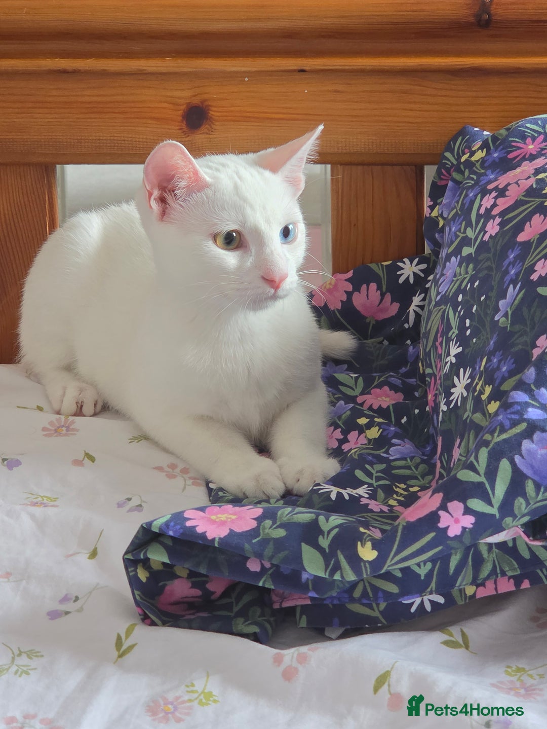 Turkish Angora cats for sale: Snowflake  - Image 4