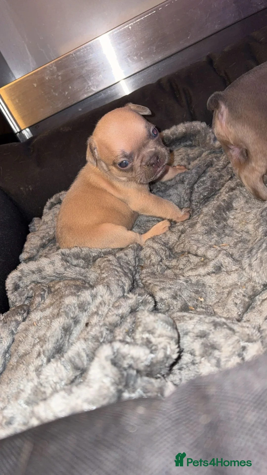 French Bulldog dogs for sale: French bulldog puppies  - Advert 11