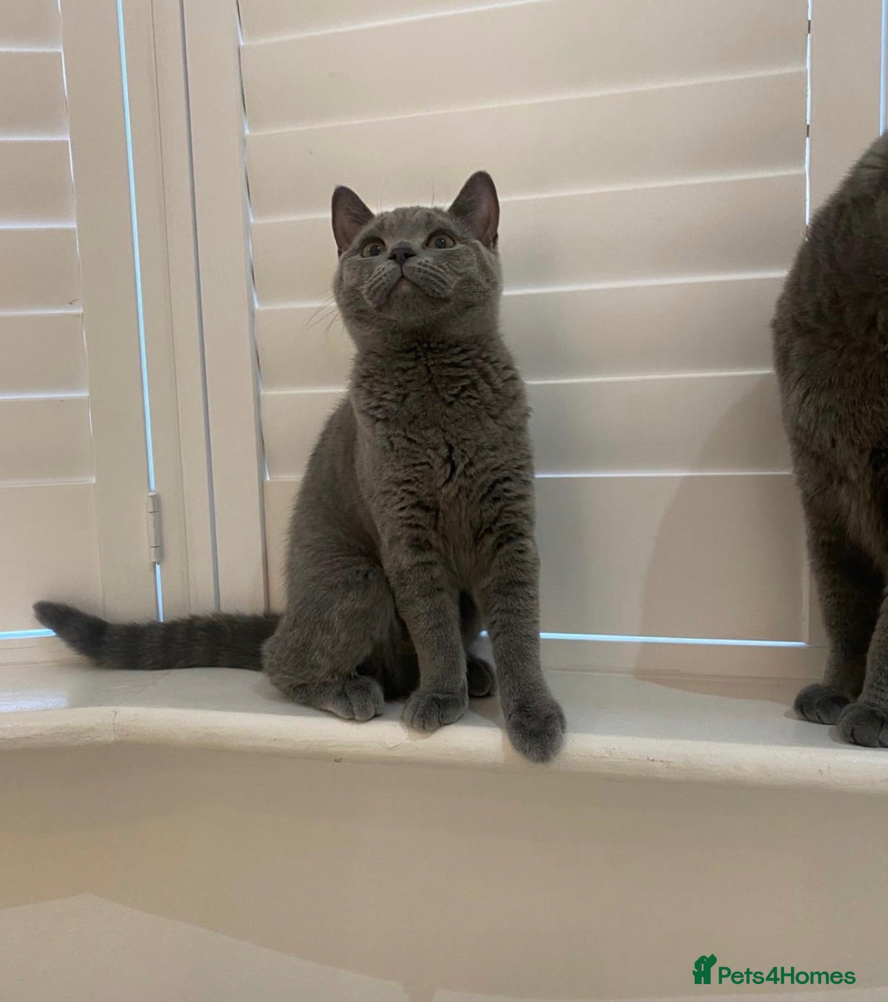 British Shorthair cats READY TO GO! Gorgeous British Shorthairs ! - Advert 1