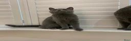 British Shorthair cats for sale: READY TO GO! Gorgeous British Shorthairs ! - Advert 1