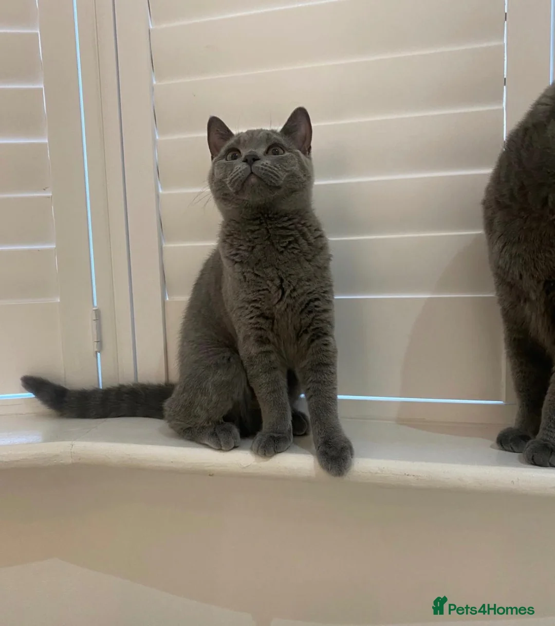 British Shorthair cats for sale: READY TO GO! Gorgeous British Shorthairs ! - Advert 1
