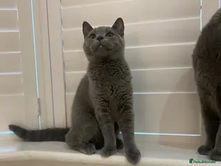 British Shorthair cats READY TO GO! Gorgeous British Shorthairs ! - Advert 2
