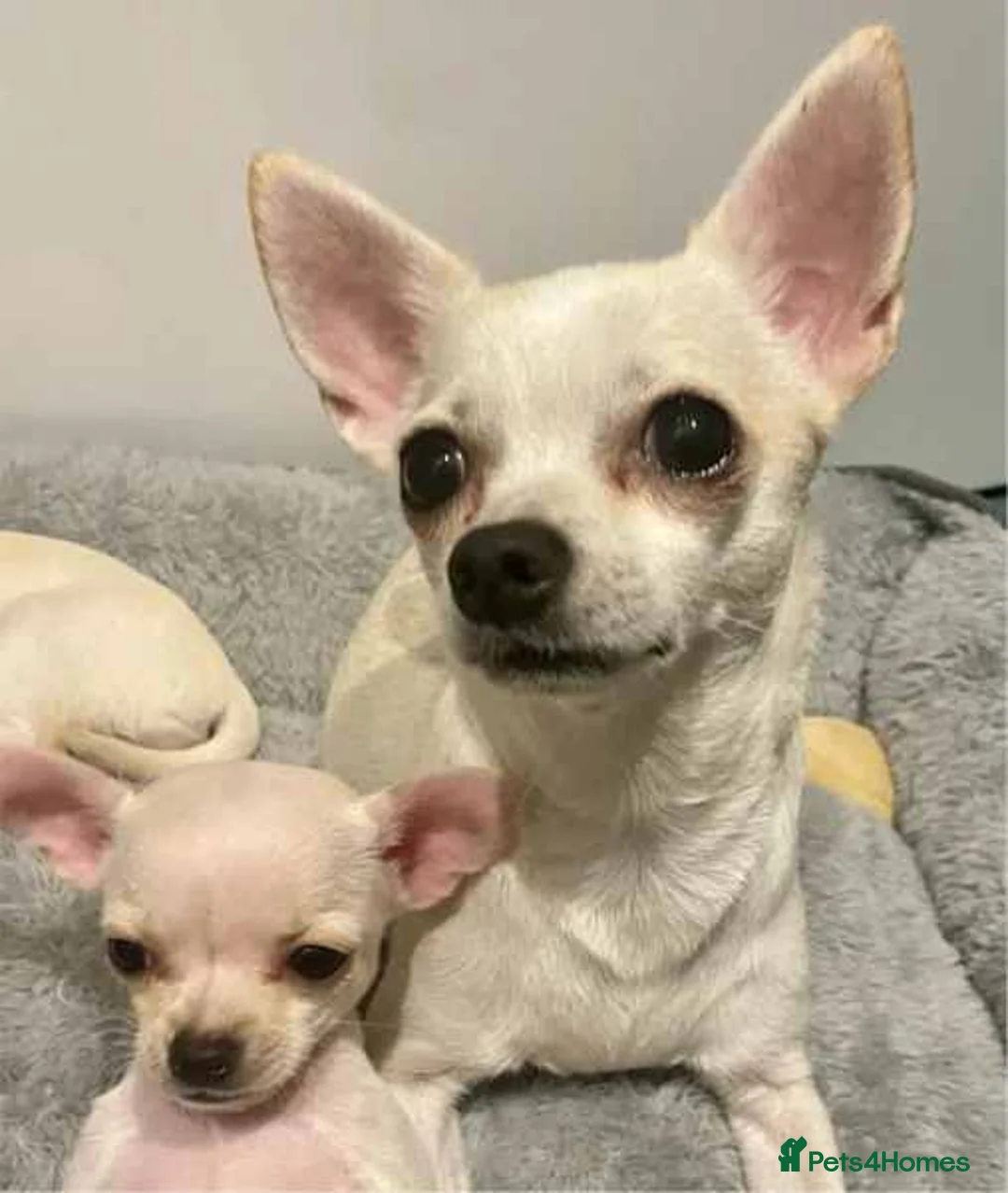 Chihuahua dogs for sale: Chihuahua Puppies available for sale in London - Advert 2