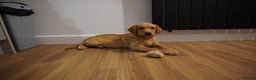Labrador Retriever dogs for sale: Stunning KC Fox Red & Yellow Labrador Puppies - Advert 31