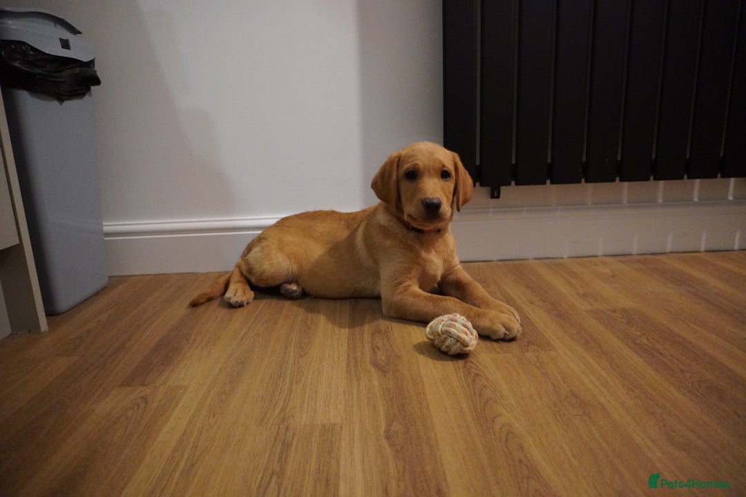 Labrador Retriever dogs for sale: Stunning KC Fox Red & Yellow Labrador Puppies - Advert 31