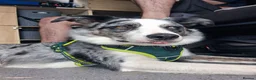 Border Collie dogs for sale: Blue merle bi eyed male for rehome in Huddersfield - Advert 9