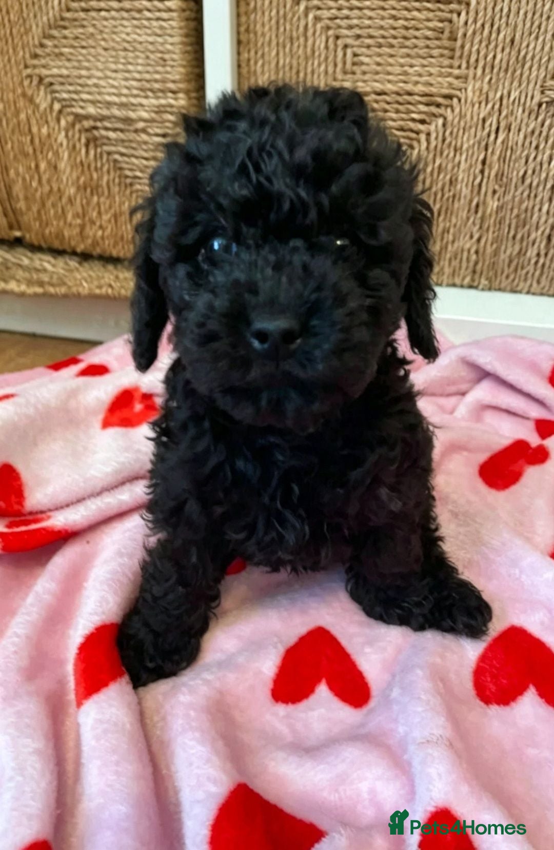 Toy Poodle dogs 🩷1 little girl🏡Ready to leave🩷 - Advert 3