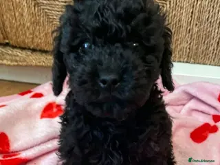 Toy Poodle dogs 🩷1 little girl🏡Ready to leave🩷 - Advert 3
