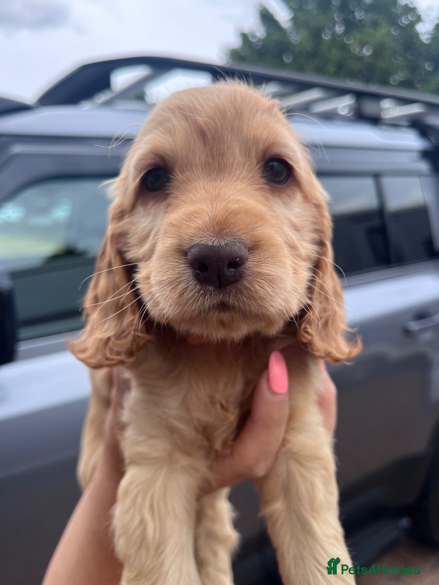 Cocker Spaniel dogs READY SOON 🐾 LAST GOLDEN GIRL 🩷  - Advert 1