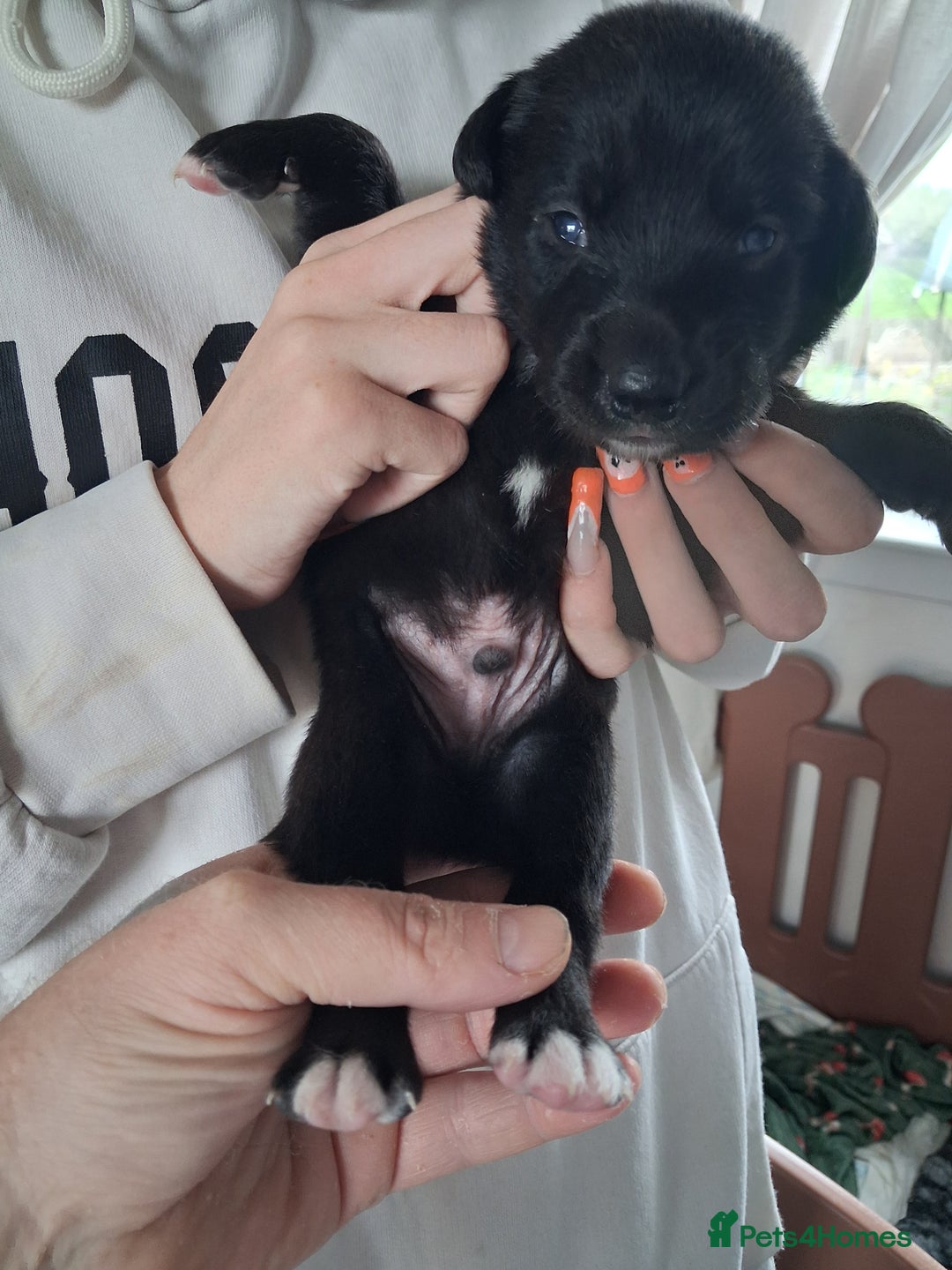 Borador dogs for sale: Borador puppies - Image 13