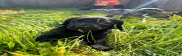 Labradoodle dogs for sale: READY ! Miniature labradoodles  - Advert 14