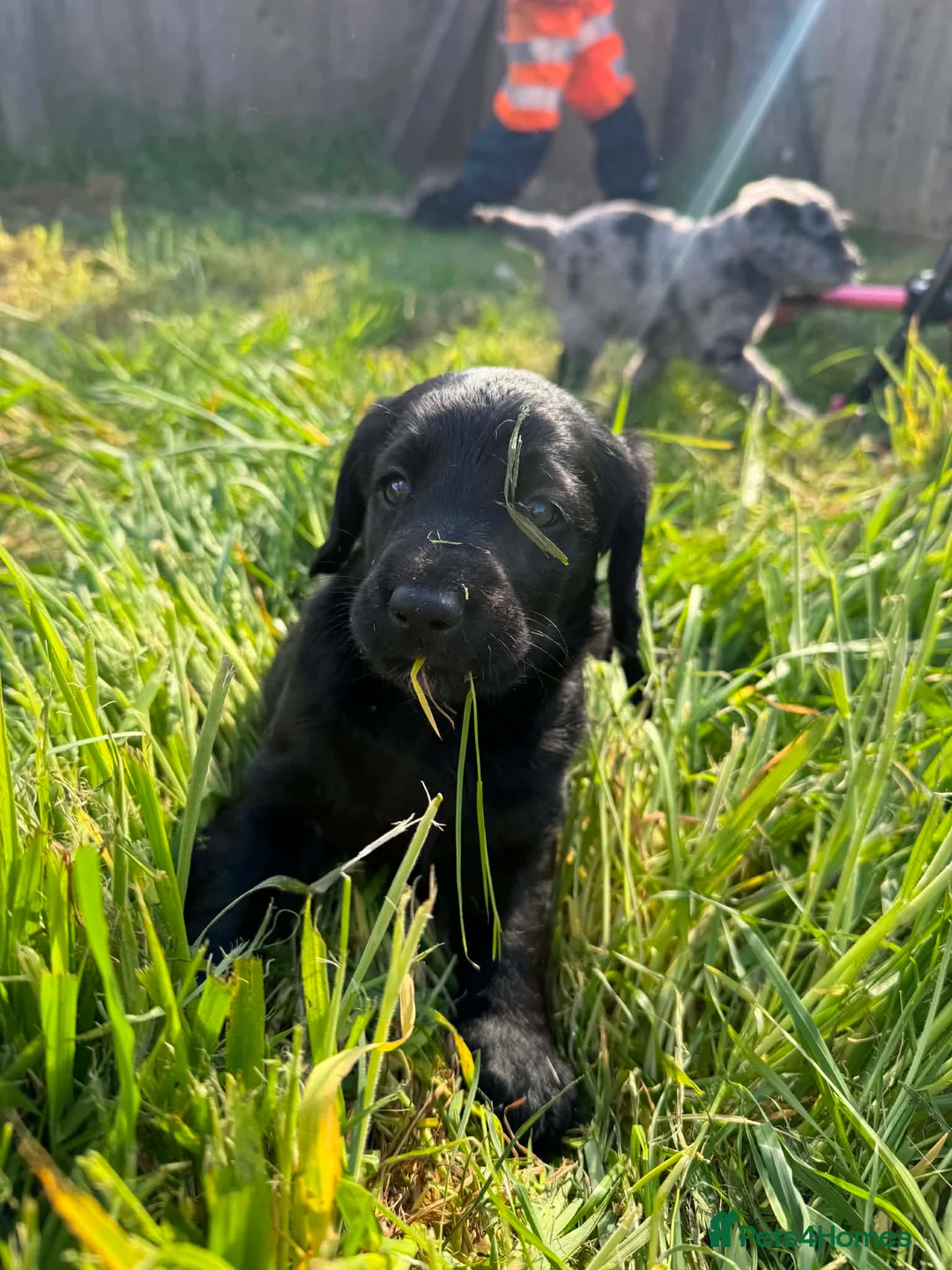 Labradoodle dogs for sale: READY ! Miniature labradoodles  - Advert 14
