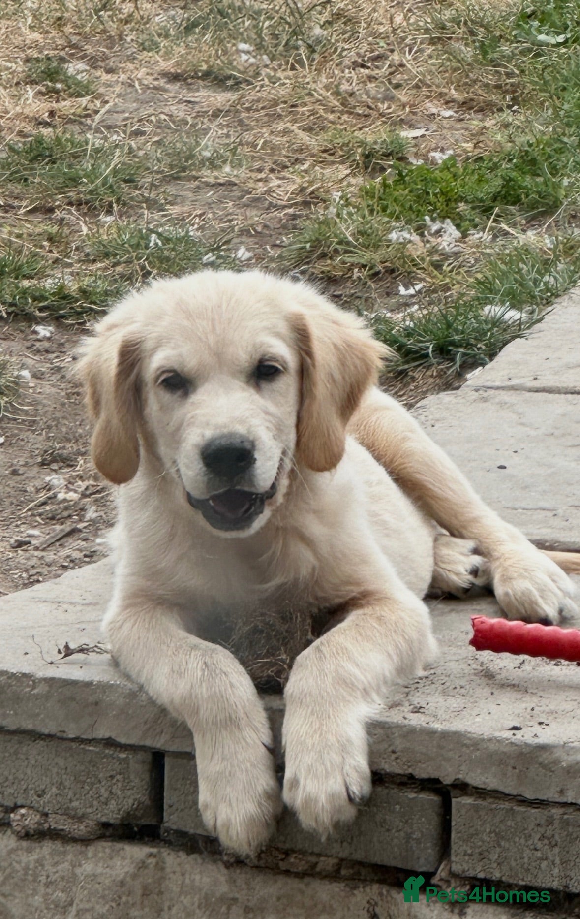 Golden Retriever dogs Beautiful golden retiver boy - Advert 1