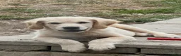 Golden Retriever dogs for sale: Beautiful golden retiver boy - Advert 1