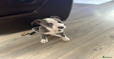 Whippet dogs - Advert 6