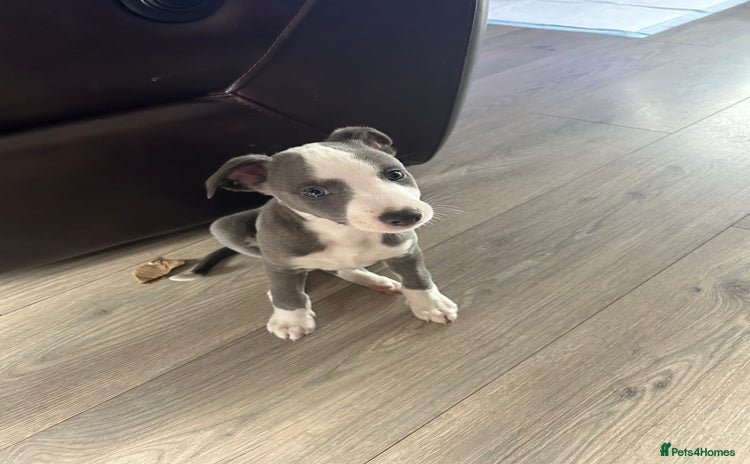 Whippet dogs - Advert 1