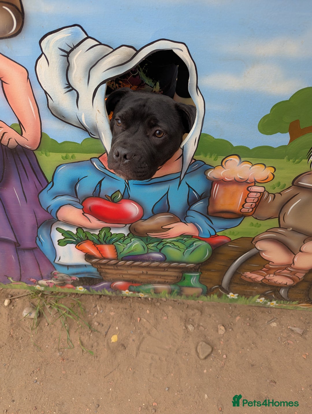 Staffordshire Bull Terrier dogs for sale: Staffy - Advert 2