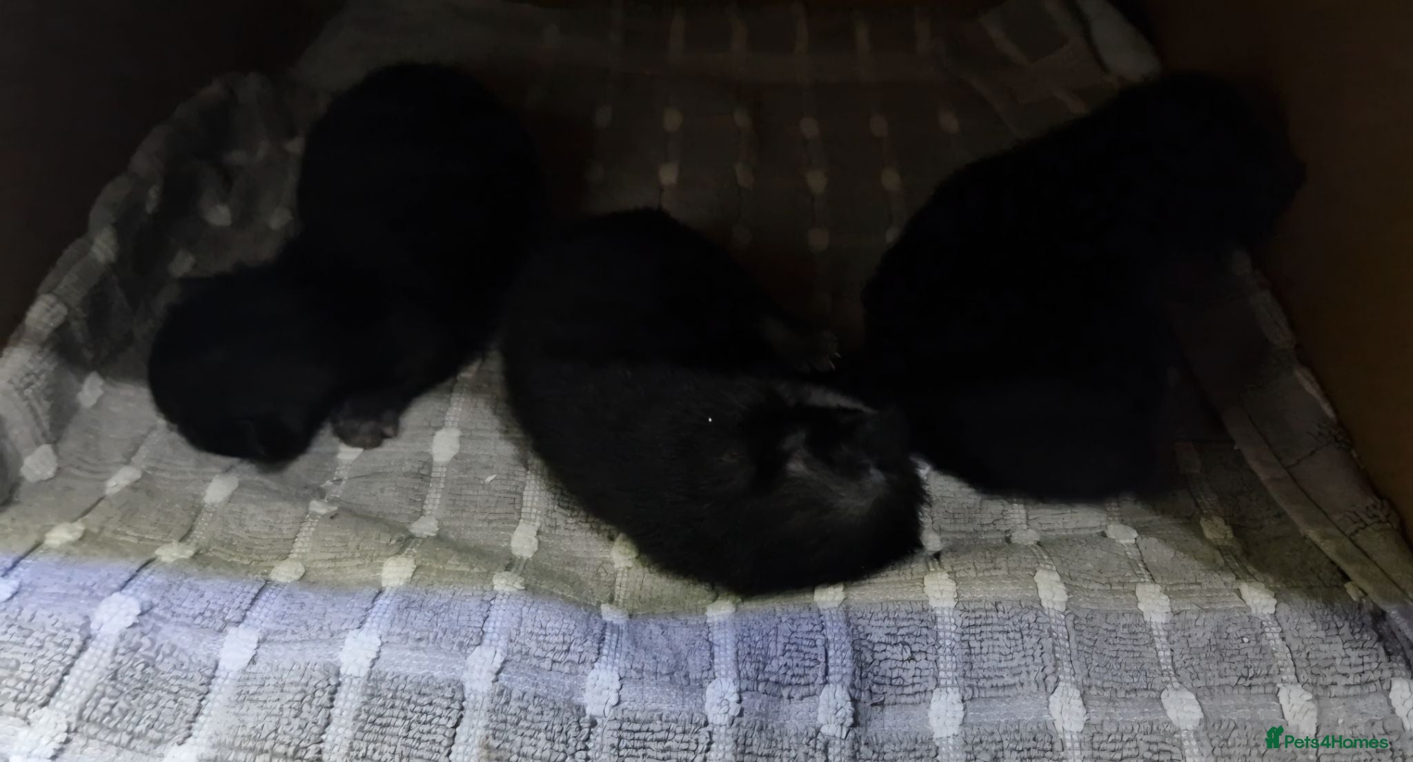 British Shorthair cats 3 Black/ghost tabby kittens - Advert 3