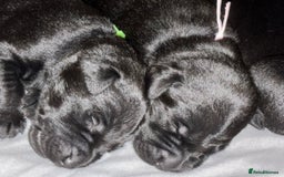 Labrador Retriever dogs for sale: black kc reg chunky pup  - Image 7