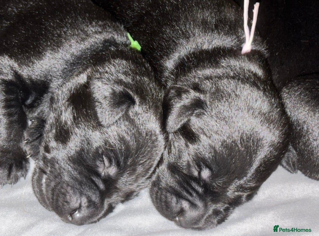 Labrador Retriever dogs for sale: black kc reg chunky pup  - Image 7