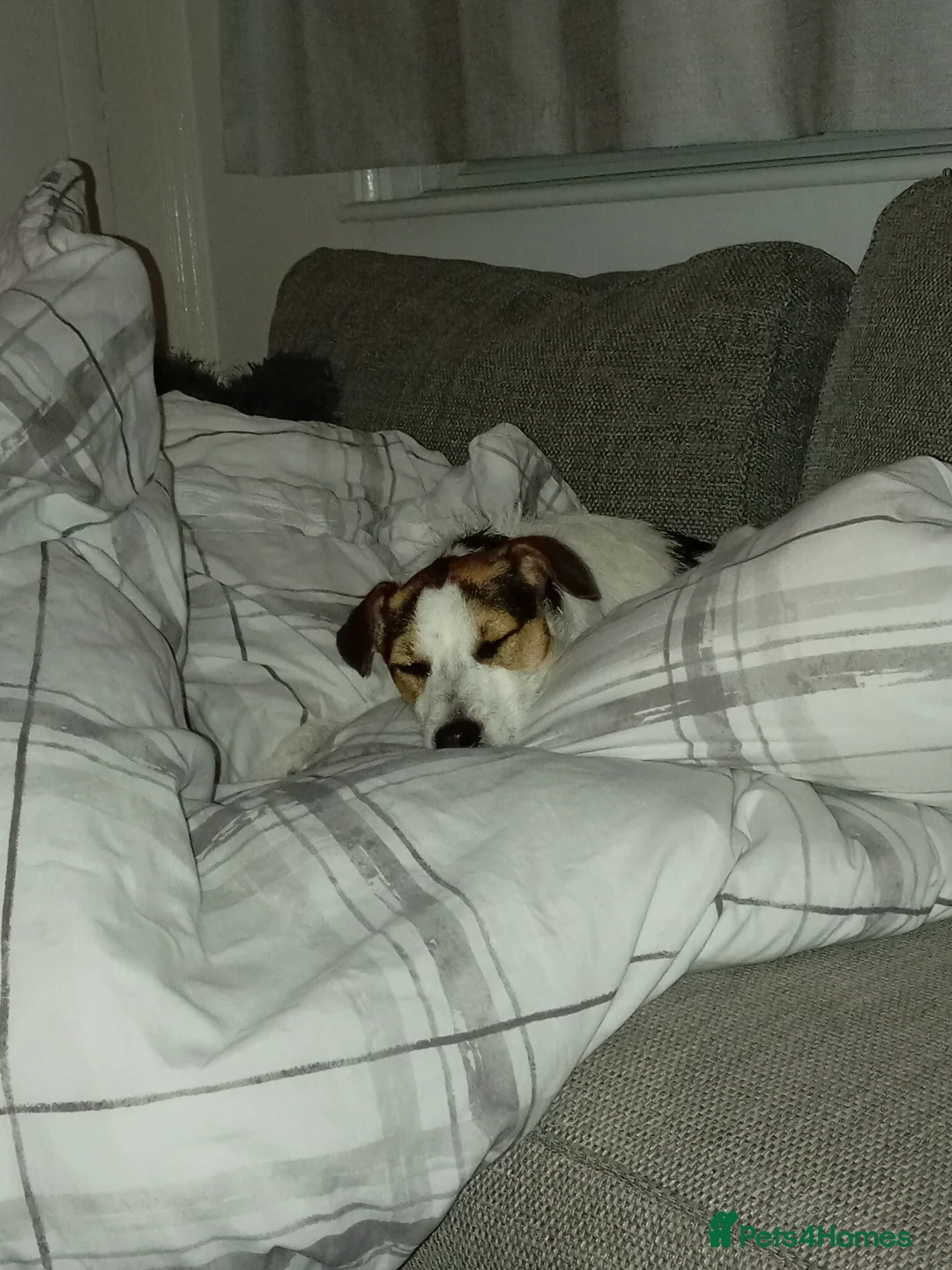 Jack Russell dogs for sale: Jack russell female  - Advert 2