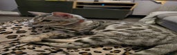 Bengal cats for sale:  Championship Bengal Kittens  - Advert 20