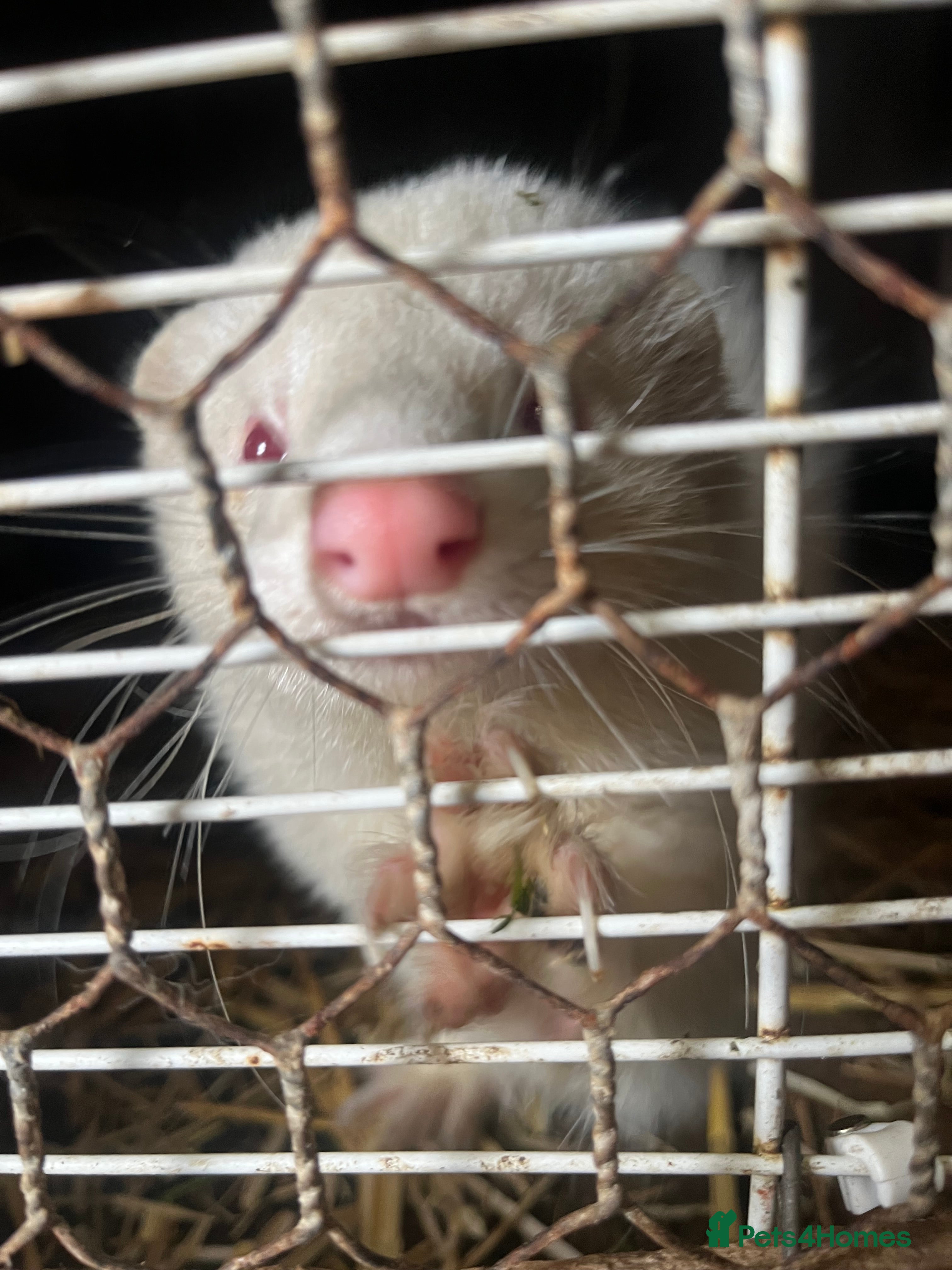 Ferret rodents Male Hob Ferret - Advert 2