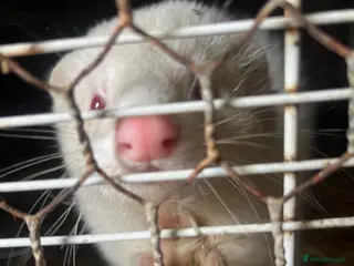 Ferret rodents Male Hob Ferret - Advert 2